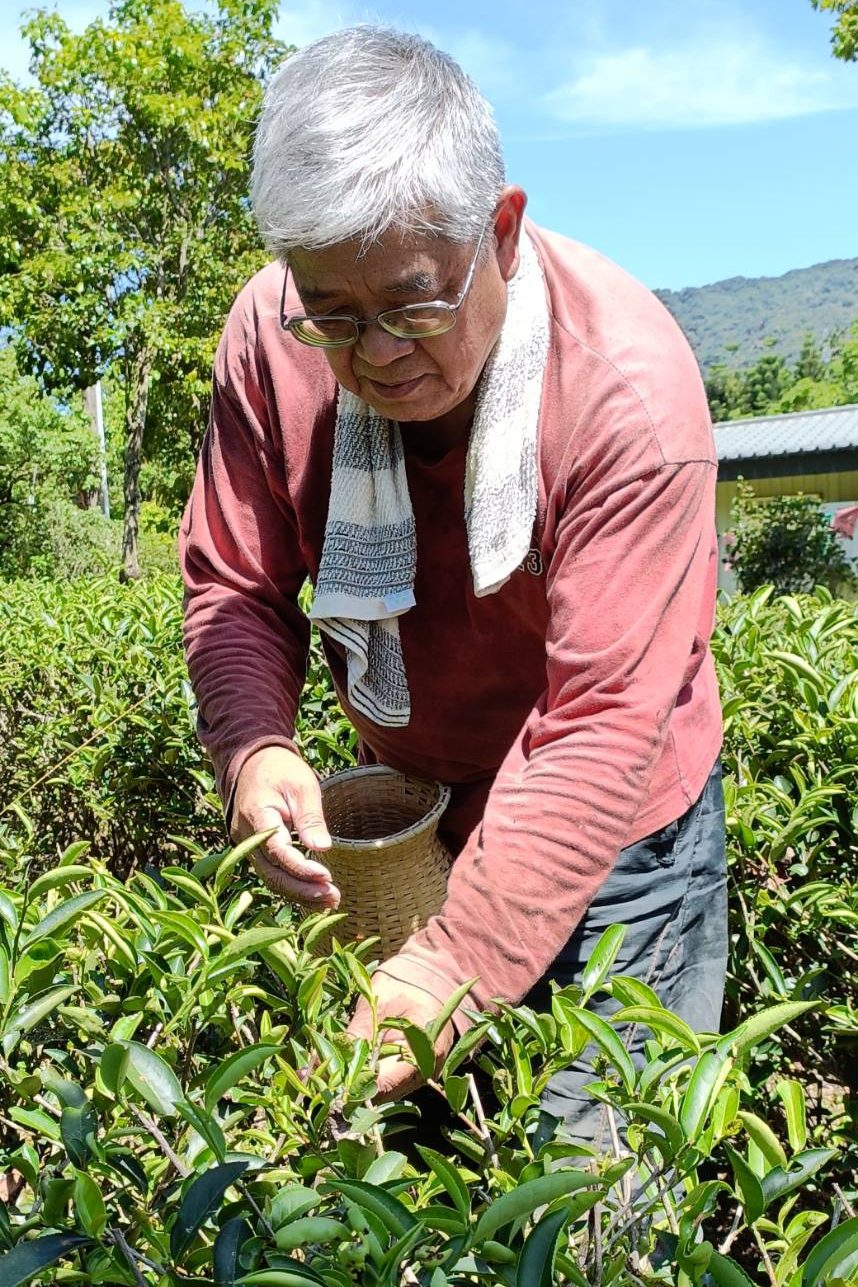 Taoist Hermits & Natural Tea Farming in Sanxia