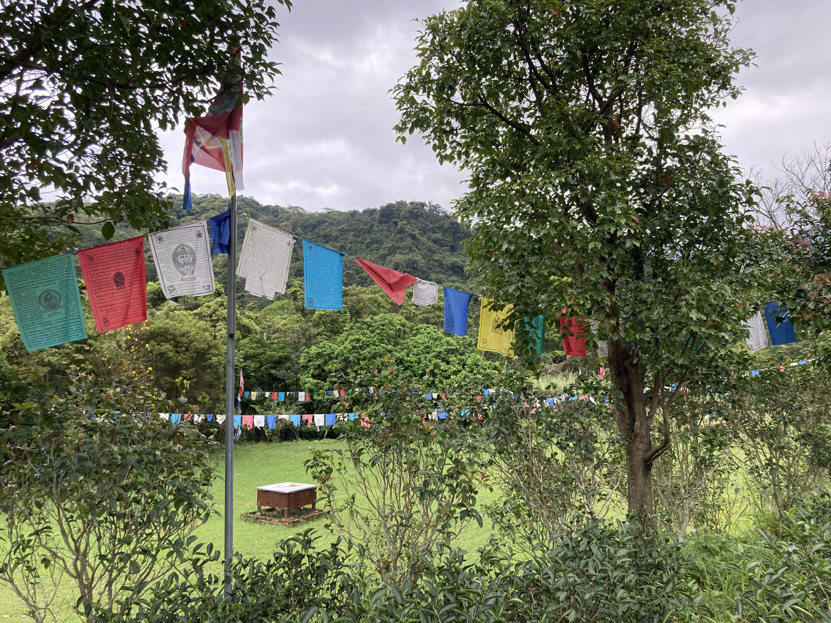 Taoist Hermits & Natural Tea Farming in Sanxia