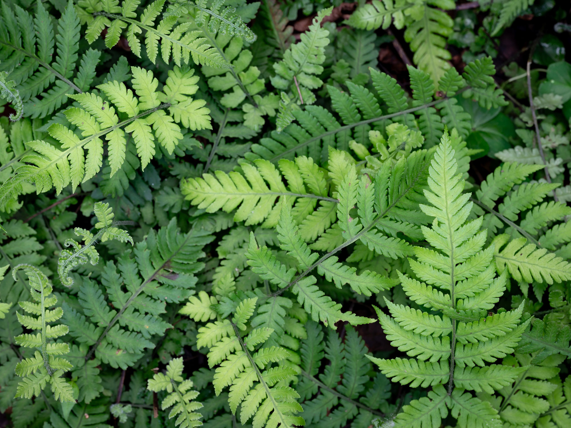 Hike around Taipei with top 5 trails - Jingualiao Fish and Fern Trail(金瓜寮魚蕨步道) - WildTaiwan